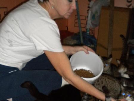 A volunteer from Sevastopol helps homeless cats